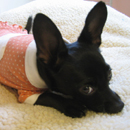 The image ��http://mrstewie.com/images/Staff_stewie.jpg�� cannot be displayed, because it contains errors.