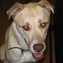 The image ��http://mrstewie.com/images/staff_buster.jpg�� cannot be displayed, because it contains errors.