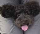 The image ��http://mrstewie.com/images/staff_tora.jpg�� cannot be displayed, because it contains errors.